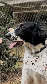English Springer Spaniel and English Setter Dogs Available for Adoption in Mobile, Alabama - ~ Courtesy ~ Dug | PetCurious