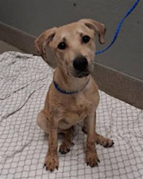 PIGPEN -  German Shepherd Dog Dog for Adoption in Las Vegas, Nevada - PIGPEN | PetCurious