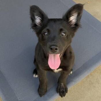 Cocker Spaniel and Miniature Poodle Dogs Available for Adoption - Pesto | PetCurious