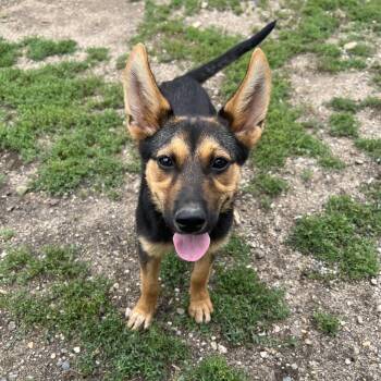Bindi -  German Shepherd Dog Dog for Adoption in Fairmont, Minnesota - Bindi | PetCurious