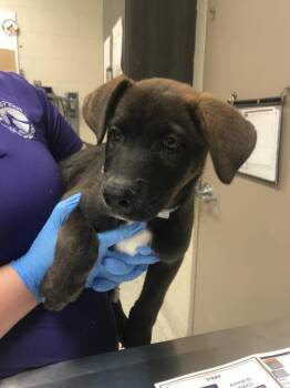 GRAPE -  German Shepherd Dog and Husky Dog for Adoption in Conroe, Texas - GRAPE | PetCurious