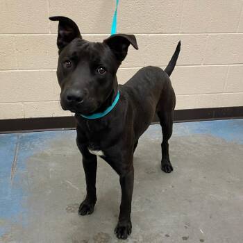 Mixed Breed Dogs Available for Adoption - Brooks | PetCurious