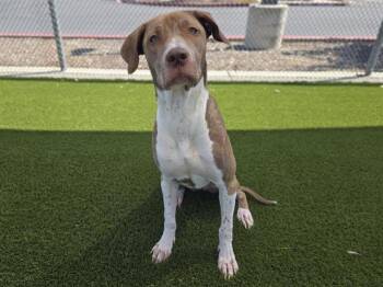 LIVVY -  Pit Bull Terrier and German Shorthaired Pointer Dog for Adoption in Auburn, California - LIVVY | PetCurious