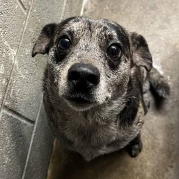 Mixed Breed Dogs Available for Adoption in Pauls Valley, Oklahoma - Baxter | PetCurious