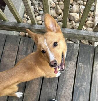 Rescue Terrier and Basenji Dogs for Adoption in Temple, Texas - Foxy | PetCurious