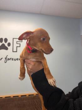 Chihuahua Dogs Available for Adoption in Marion, Ohio - Big Mac | PetCurious