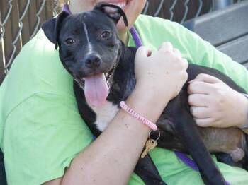ZAXBY -  American Staffordshire Terrier and Mixed Breed Dog for Adoption in Tallahassee, Florida - ZAXBY | PetCurious