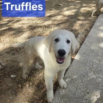 Truffles -  Great Pyrenees Dog for Adoption in Spring, Texas - Truffles | PetCurious