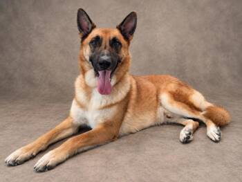 Boogi -  German Shepherd Dog Dog for Adoption in Austin, Texas - Boogi | PetCurious