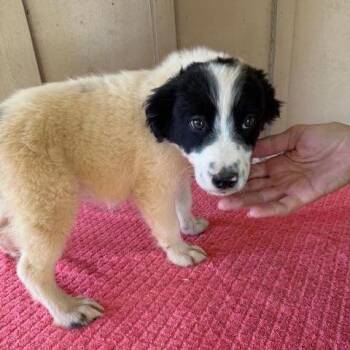 Mixed Breed Dogs Available for Adoption - Wayne | PetCurious