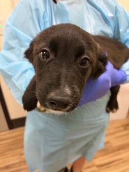 Nova -  Mixed Breed Dog for Adoption in Raleigh, North Carolina - Nova | PetCurious