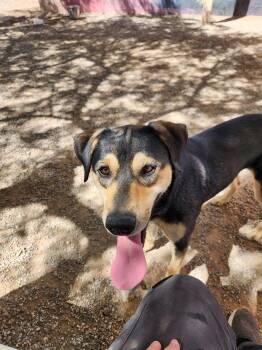 Rescue Catahoula Leopard Dog Dogs for Adoption in Parker, Arizona - Munch | PetCurious