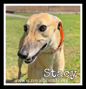 Greyhound Dogs Available for Adoption - Stacy | PetCurious