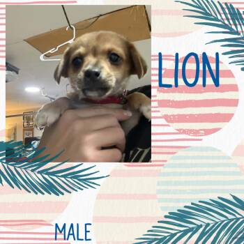 Lion -  Chihuahua Dog for Adoption in Eugene, Oregon - Lion | PetCurious