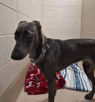 Vc-14 D -  Labrador Retriever Dog for Adoption in Lawrenceville, Georgia - Vc-14 D | PetCurious