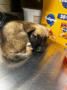 Pluto -  Mixed Breed Dog for Adoption in Douglasville, Georgia - Pluto | PetCurious