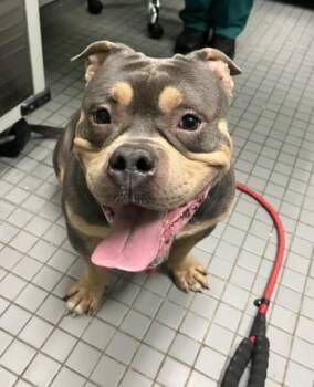 PORKCHOP -  American Staffordshire Terrier and Mixed Breed Dog for Adoption in Killeen, Texas - PORKCHOP | PetCurious