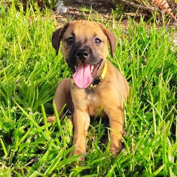 Labrador Retriever and Shepherd Dogs Available for Adoption in Corpus Christi, Texas - Blaire | PetCurious