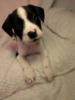 Blueberry -  Mixed Breed Dog for Adoption in St. Augustine, Florida - Blueberry | PetCurious