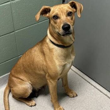 Labrador Retriever Dogs Available for Adoption - Spring | PetCurious