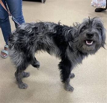 Irish Wolfhound Dogs Available for Adoption in Plano, Texas - Holland A217817 | PetCurious