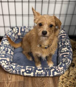 Pixie -  Chihuahua Dog for Adoption in Sonora, California - Pixie | PetCurious