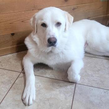 Mercy -  Great Pyrenees Dog for Adoption in Chatham, New Jersey - Mercy | PetCurious