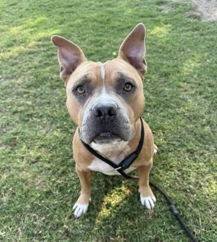 Rescue Pit Bull Terrier Dogs for Adoption in Eagle, Idaho - Brownie **Courtesy Post. Out Of Town Pet. See Below For Details* | PetCurious