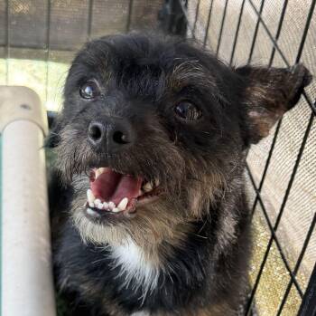 Brownie -  Terrier Dog Available for Adoption in Canutillo, Texas - Brownie | PetCurious