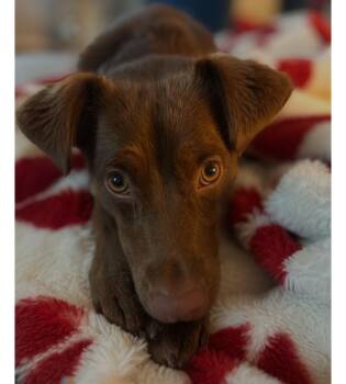 Jordy -  Jack Russell Terrier and Miniature Pinscher Dog for Adoption in Suffolk, Virginia - Jordy | PetCurious