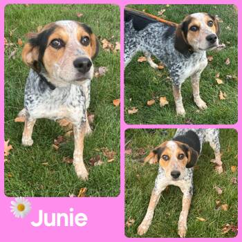 Rescue Beagle Dogs for Adoption in Mokena, Illinois - Junie | PetCurious