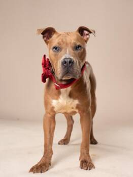 Taelor - ADOPTED -  Mixed Breed Dog for Adoption in Atlanta, Georgia - Taelor - ADOPTED | PetCurious