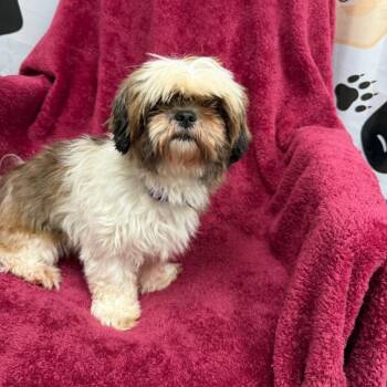 Vanessa - 5504 -  Shih Tzu Dog for Adoption in Uniontown, Pennsylvania - Vanessa - 5504 | PetCurious