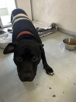 RITA -  Pit Bull Terrier and Mixed Breed Dog for Adoption in Stockton, California - RITA | PetCurious
