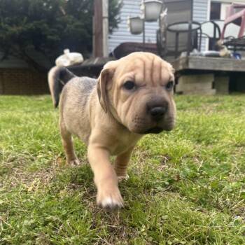 Mixed Breed Dogs Available for Adoption in Fredericksburg, Virginia - Wildflower | PetCurious