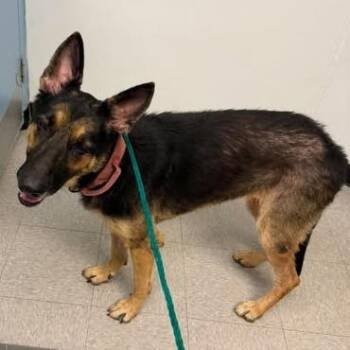 Misty 26-10-015 -  Australian Shepherd Dog for Adoption in Bastrop, Texas - Misty 26-10-015 | PetCurious