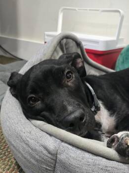 Peggy -  Black Labrador Retriever Dog for Adoption in Grand Rapids, Michigan - Peggy | PetCurious