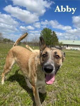 Rescue Mixed Breed Dogs for Adoption in Spring, Texas - Abigale | PetCurious