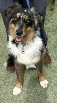 Australian Cattle Dog Blue Heeler Dogs Available for Adoption - Scout | PetCurious