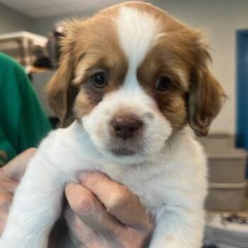 Buddy (ID 51402) -  Cockapoo and Shih Tzu Dog for Adoption in Manassas, Virginia - Buddy (ID 51402) | PetCurious