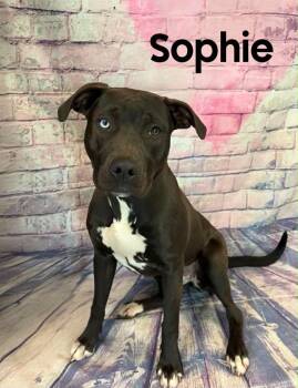 Sophie -  Labrador Retriever Dog for Adoption in Quincy, Michigan - Sophie | PetCurious