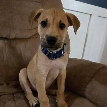 Cyrus -  Terrier and Mixed Breed Dog for Adoption in Jarrettsville, Maryland - Cyrus | PetCurious