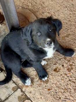 Bernese Mountain Dog and Curly Coated Retriever Dogs Available for Adoption - Mango | PetCurious