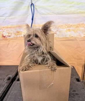 MOLLY -  Yorkshire Terrier Dog for Adoption in Doral, Florida - MOLLY | PetCurious