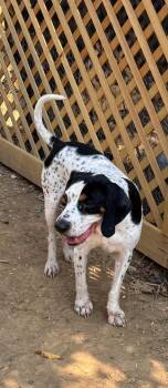 Rescue Black And Tan Coonhound Dogs for Adoption in Evansville, Indiana - Bruiser | PetCurious