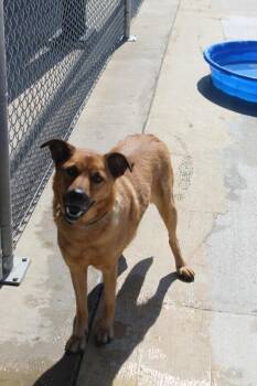 Reba -  Mixed Breed Dog for Adoption in Jackson, Tennessee - Reba | PetCurious