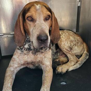 BART -  Hound Dog for Adoption in San Antonio, Texas - BART | PetCurious