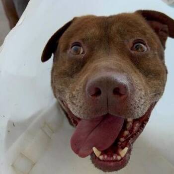 Pit Bull Terrier Dogs Available for Adoption in Turlock, California - Cowboy | PetCurious