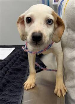 KEL -  Terrier Dog for Adoption in Peoria, Illinois - KEL | PetCurious