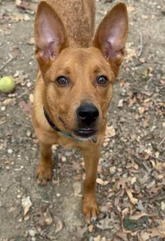 Shepherd and Mixed Breed Dogs Available for Adoption in San Antonio, Texas - French Fry | PetCurious